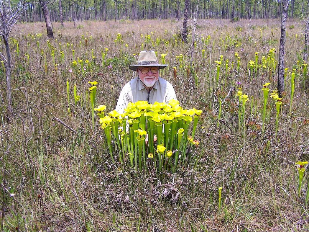 Dr. Anderson poses in a field of pitcherplants.