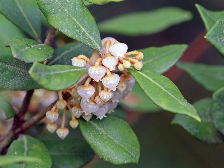 Rusty lyonia