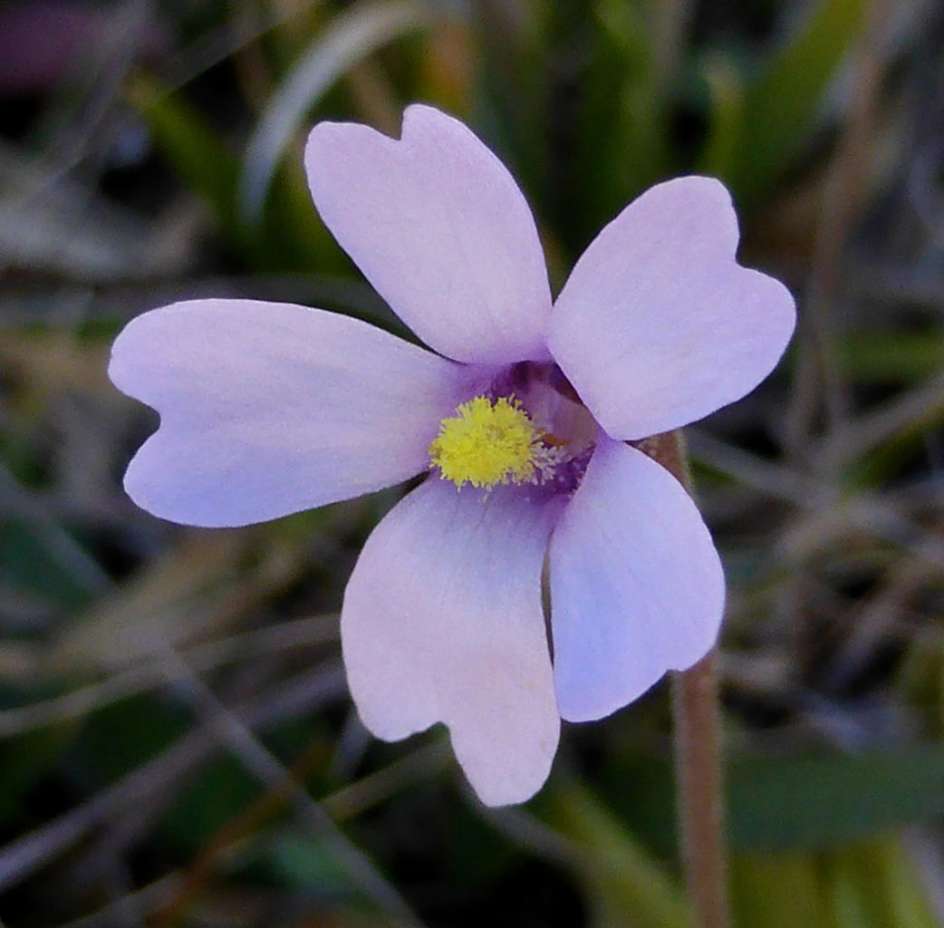 Violet butterwort, Pinguicula ionantha