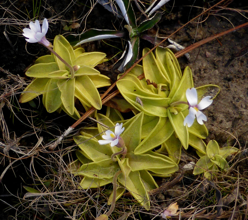 Violet butterwort basal rosettes and lighter, whitish flower color