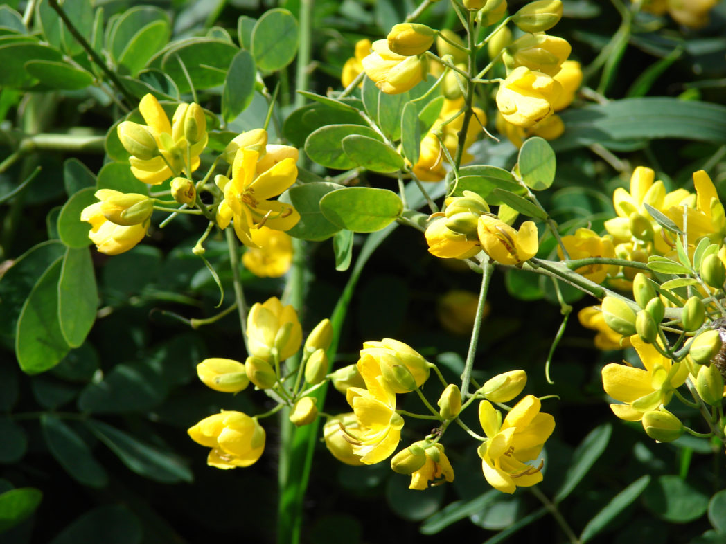Climbing cassia, Senna pendula var. glabra