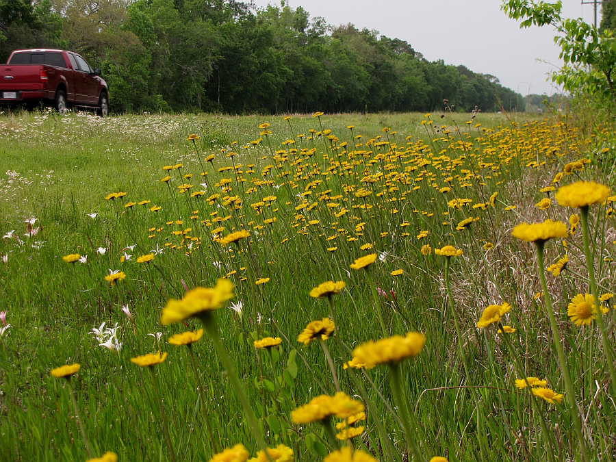 Sneezeweed on roadside