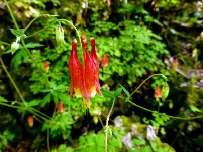 Wild columbine