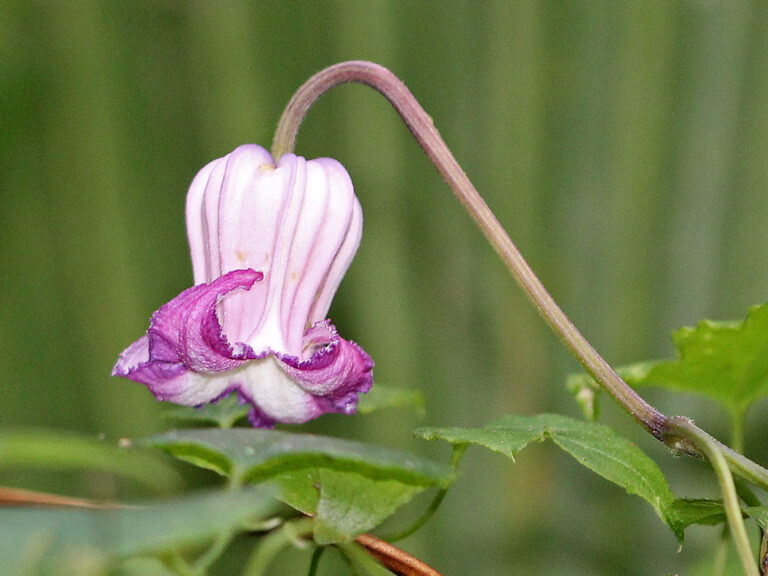 Swamp leather-flower