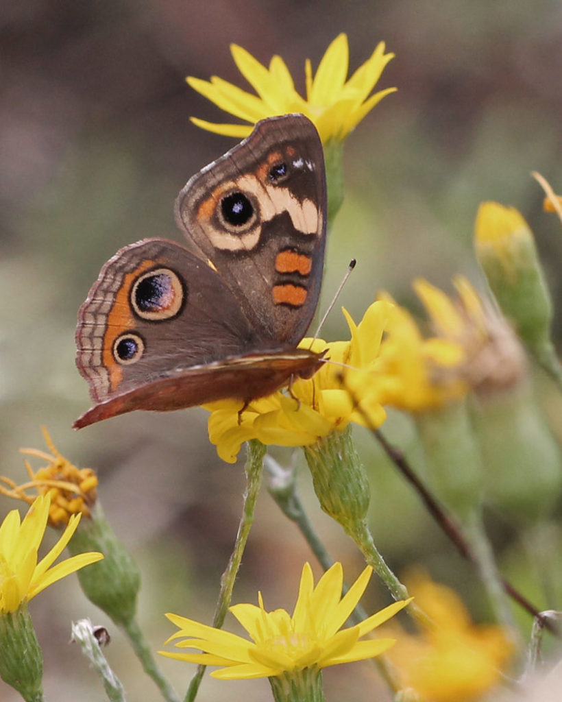 Common buckeye on Pityopsis