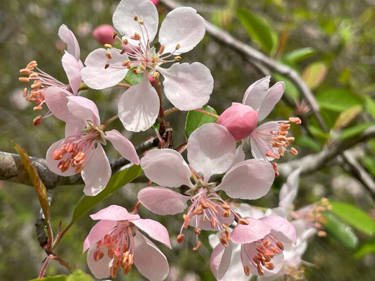 Southern crabapple