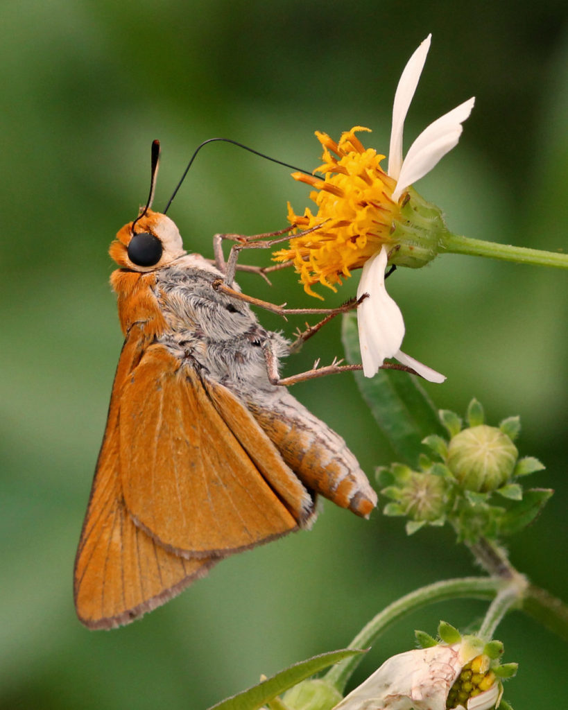 Palmetto skipper on Spanish needles, Bidens alba