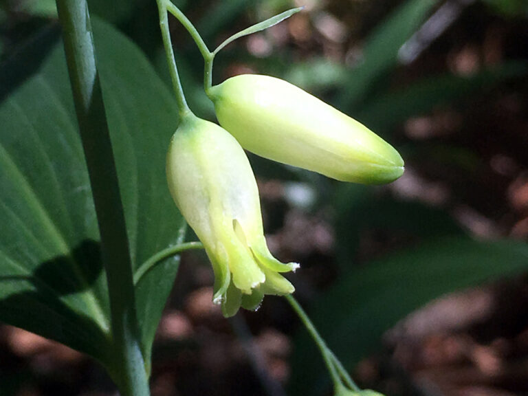 Solomon’s seal