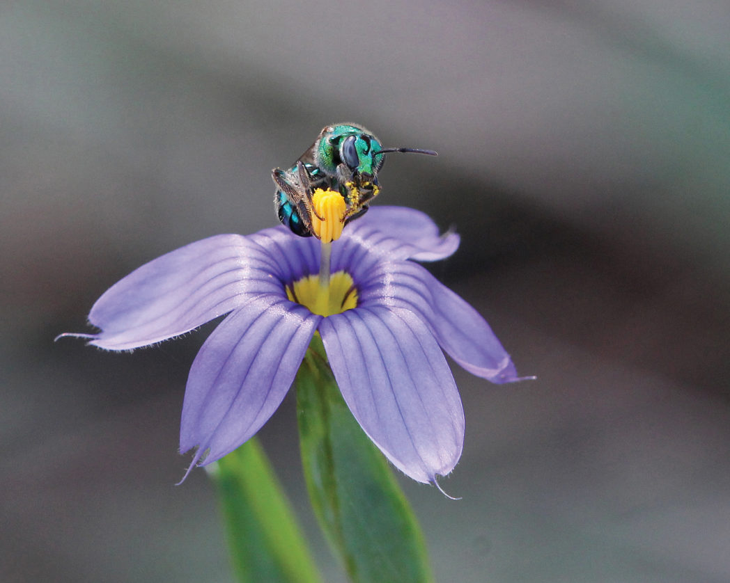 Sweat bee on blue-eyed grass