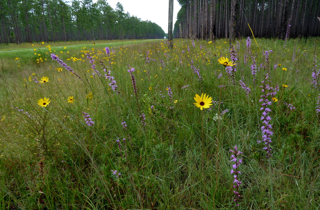 Roadside wildflowers