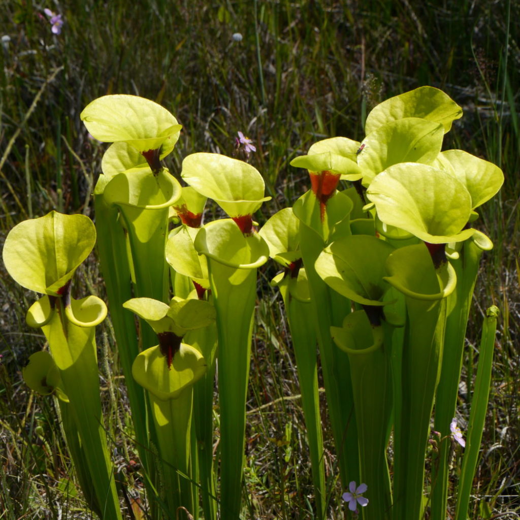 Yellow pitcherplants