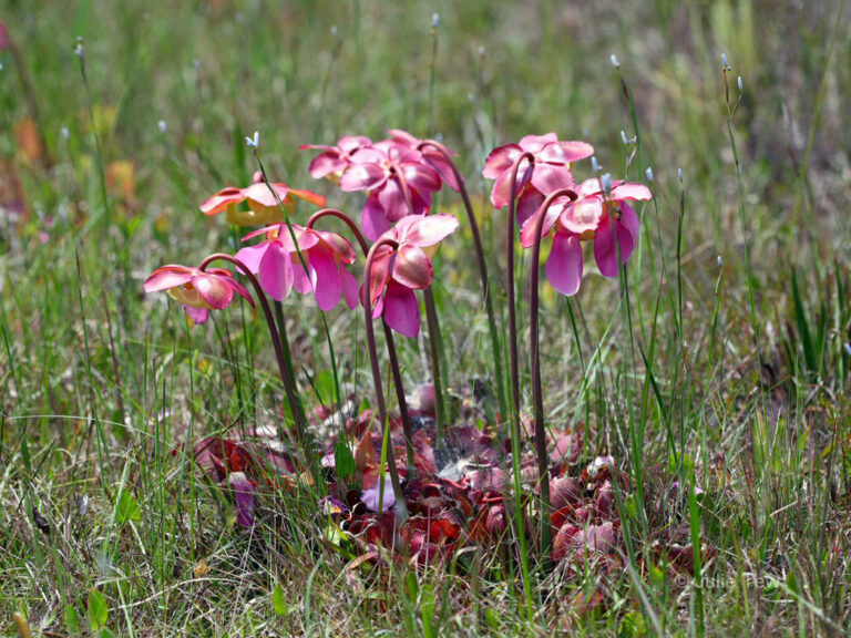 Gulf purple pitcherplant