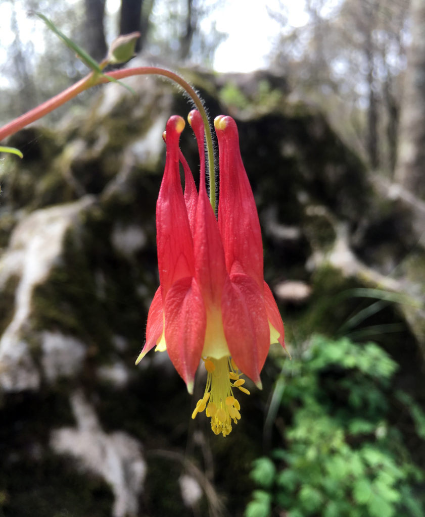 Wild columbine, Aquilegia canandensis