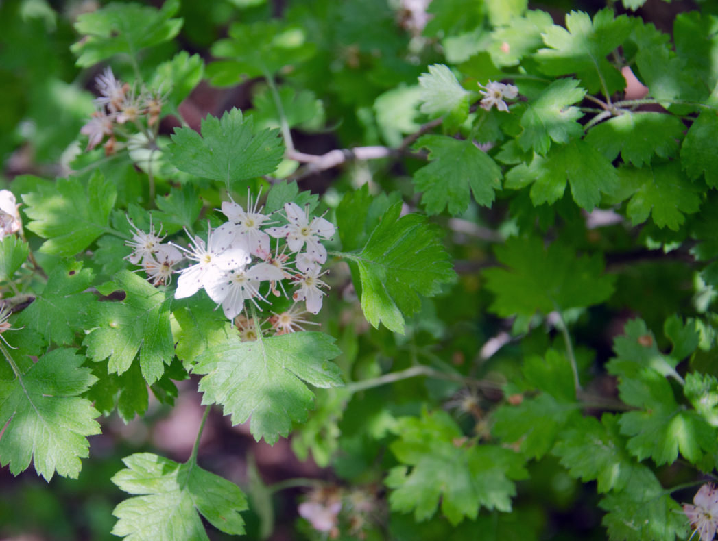Parsley haw leaves