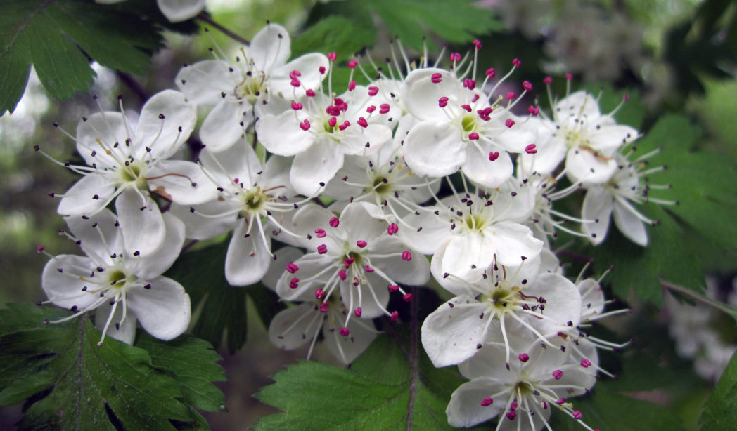 Parsley haw, Crataegus marshallii