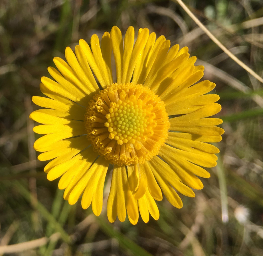 Southeastern sneezeweed, Helenium pinnatifidum