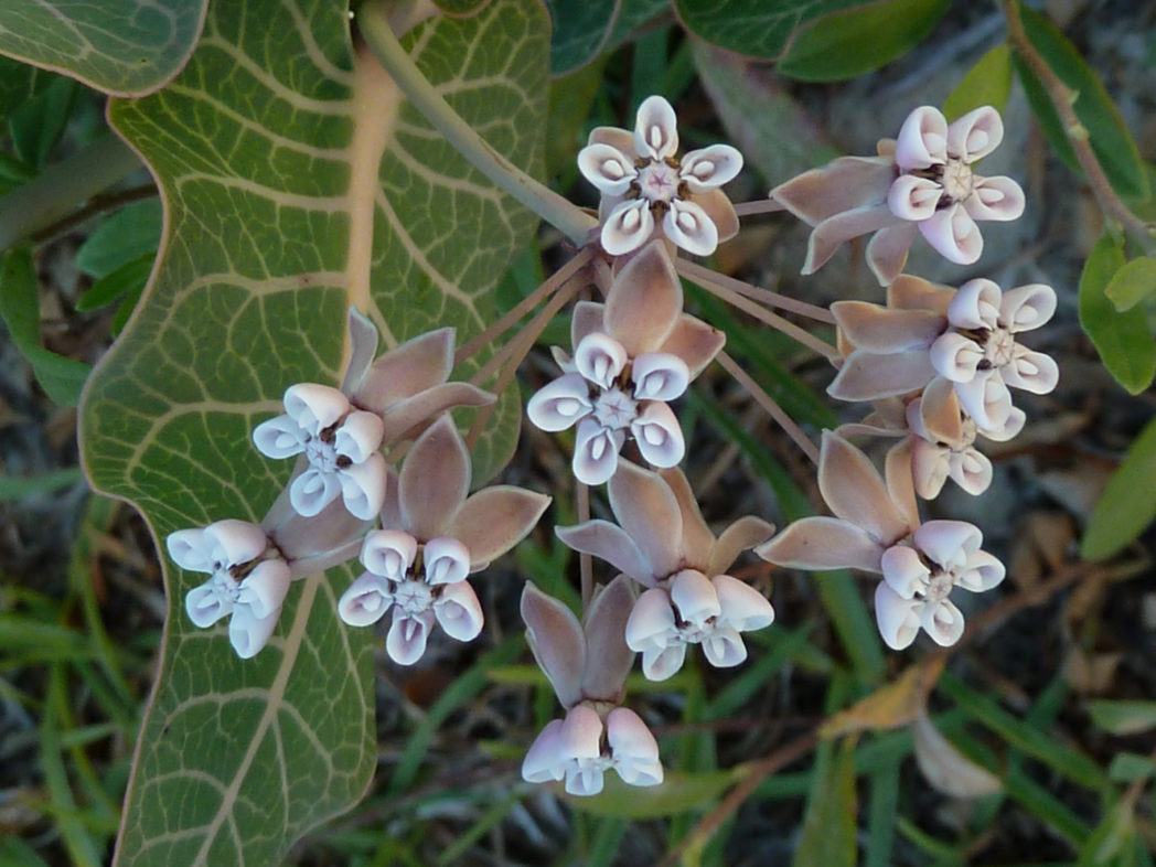 Pinewoods milkweed, Asclepias humistrata