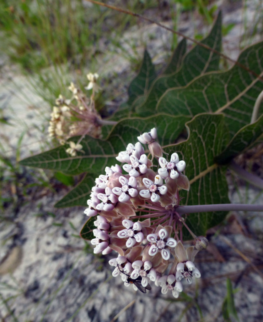 Pinewoods milkweed, Asclepias humistrata