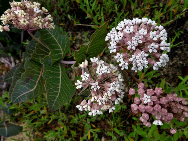 Pinewoods milkweed