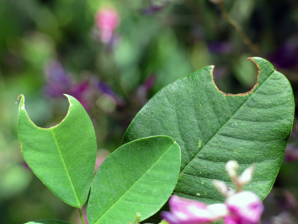 Notches in leaves cut by Leafcutter bees