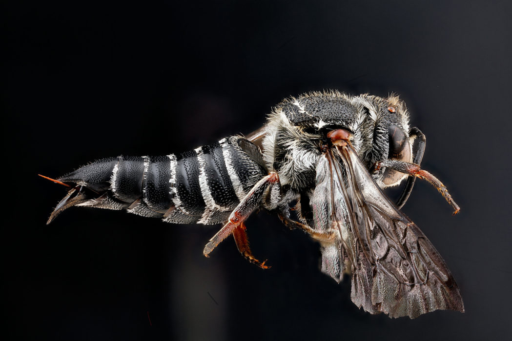 Coelioxys sayi