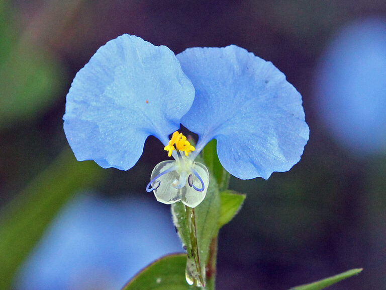 Whitemouth dayflower