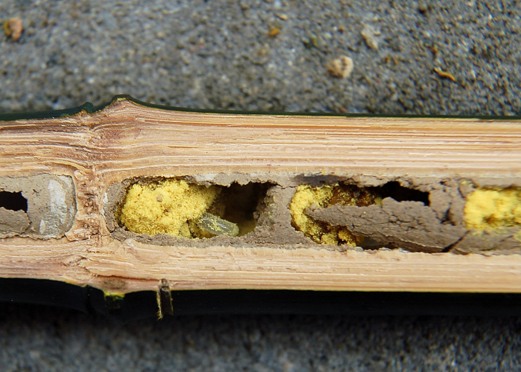 Mason bee nest