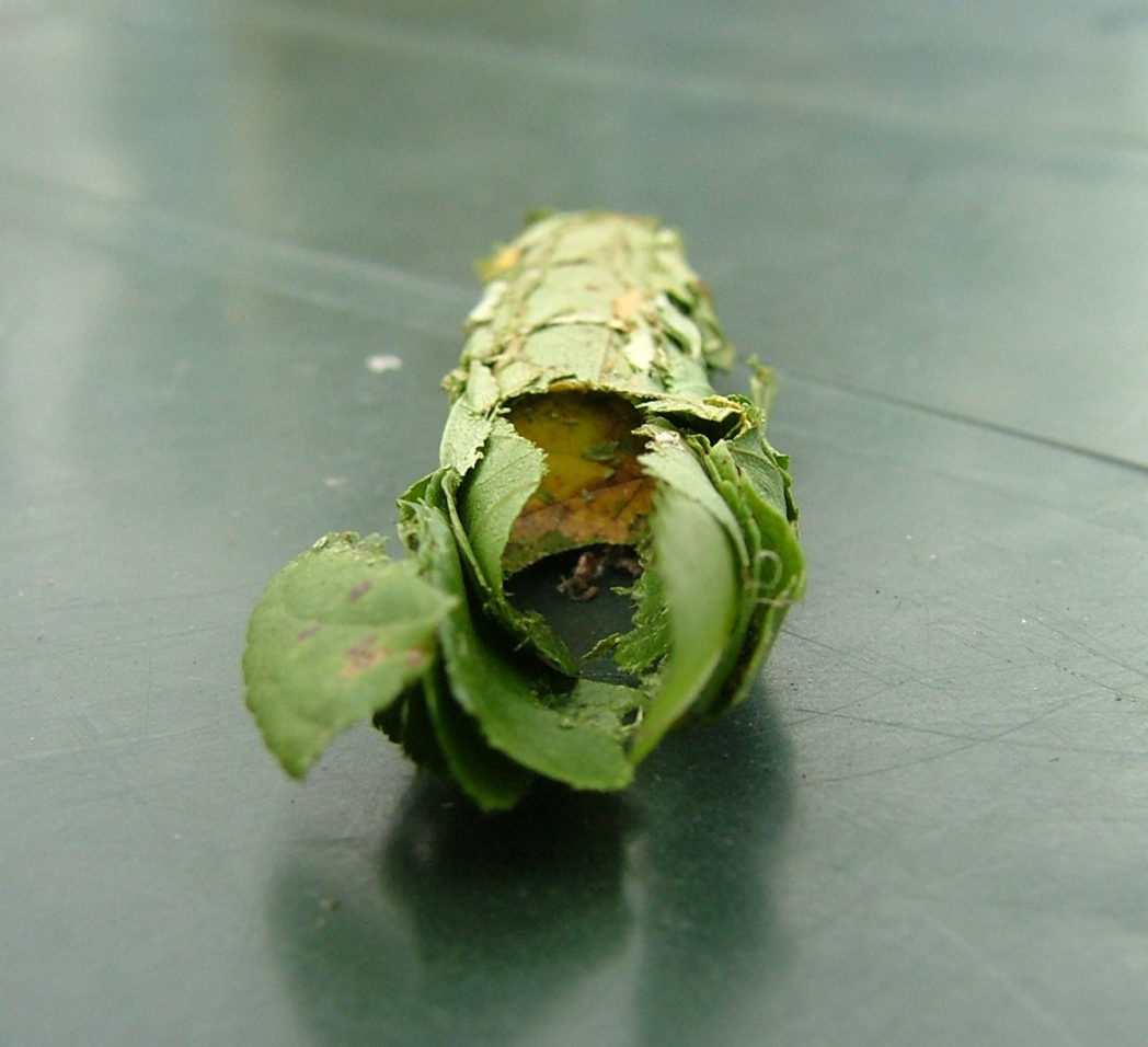 Leafcutter bee nest