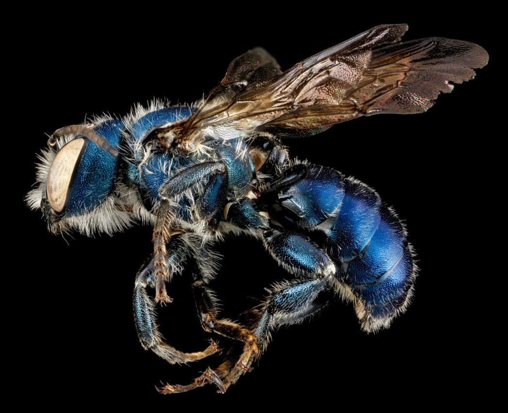 Osmia chalybea