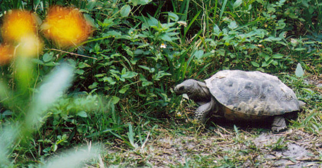 In the wild: Threatened gopher tortoise lives among wildflowers