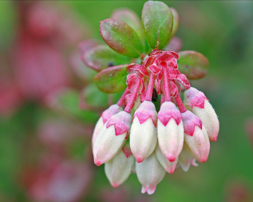 Shiny blueberry, Vaccinium myrsinites