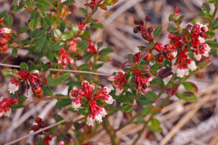 Vaccinium myrsinites