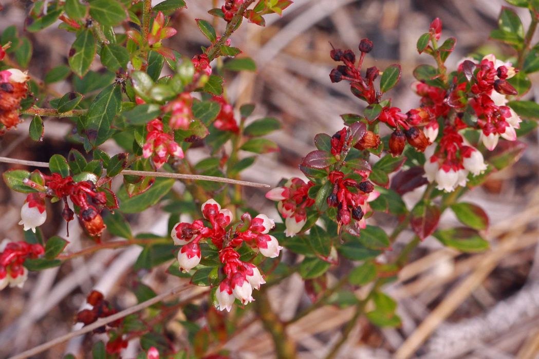 Vaccinium myrsinites