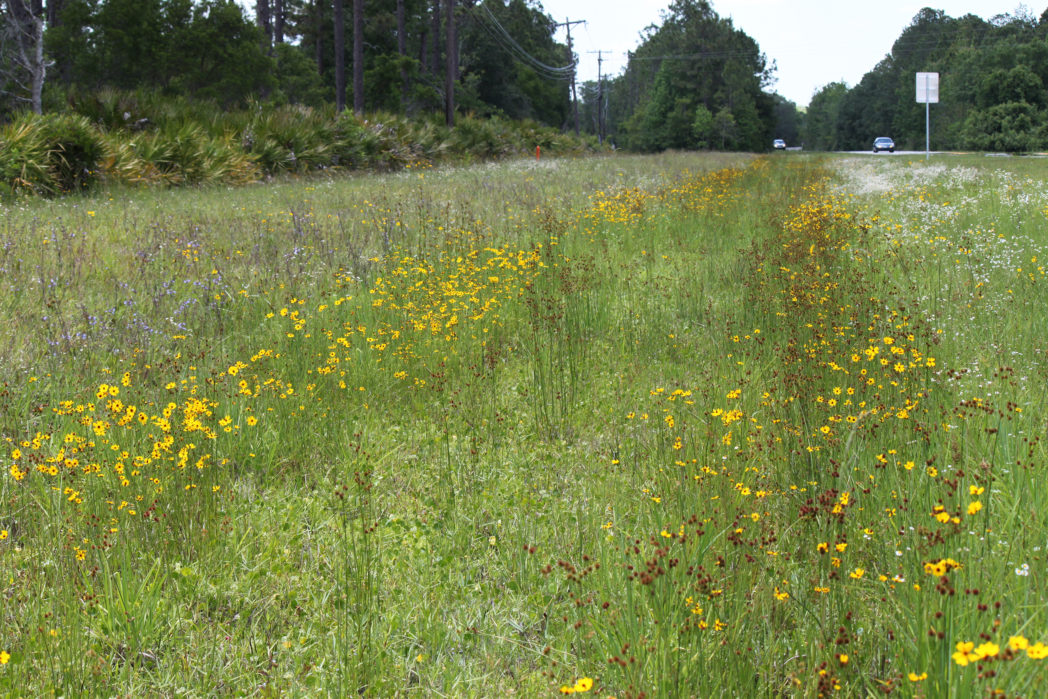 Roadside wildflowers