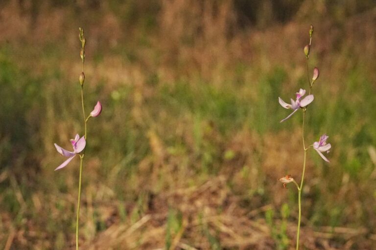 Pale grasspink