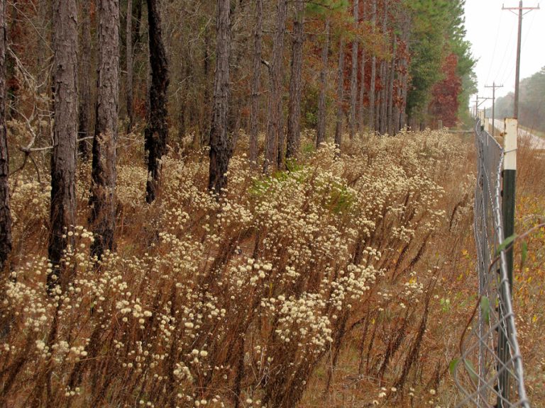 Brown is beautiful — native grasses and wildflowers are still spectacular in winter