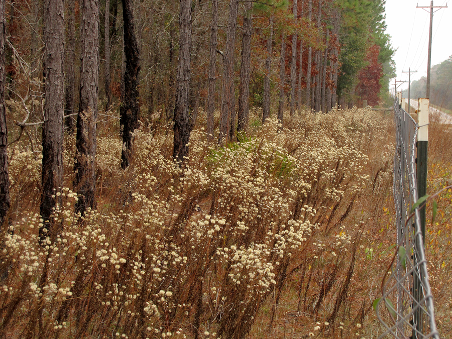 Chrysopsis in seed on roadside