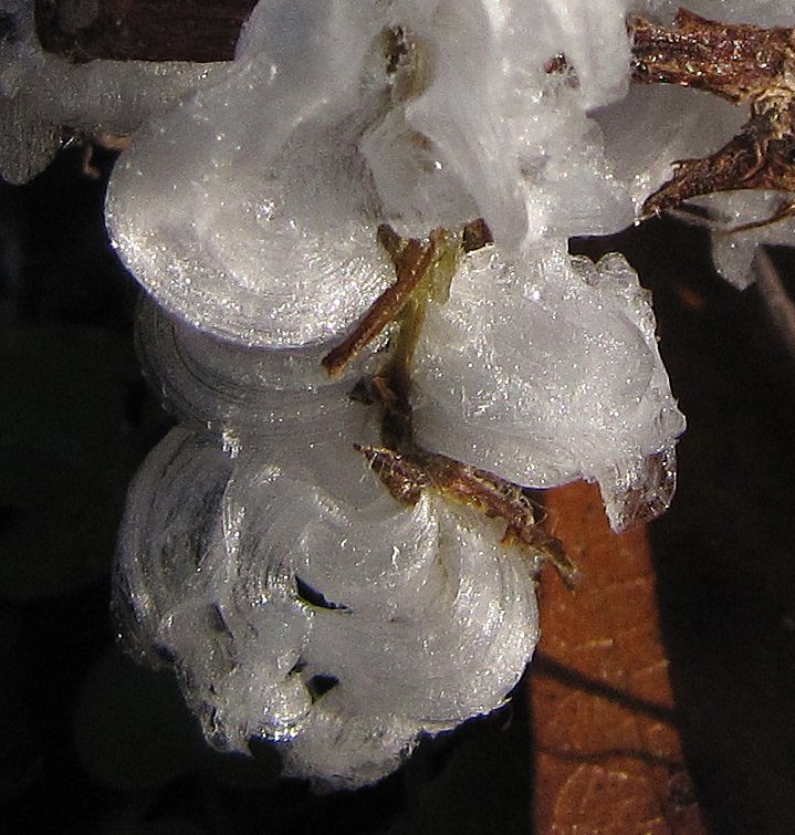 Ice crystals on "frost flower"