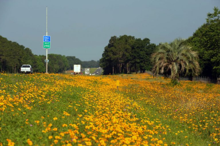 Goldenmane tickseed — native to Florida or Texas native naturalized in Florida?