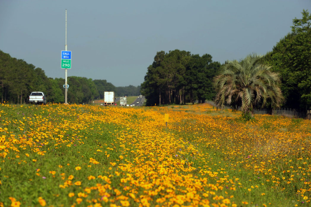 I-10 Wildflowers Coreopsis basalis along Interstate 10. Photo by Bill Randolph