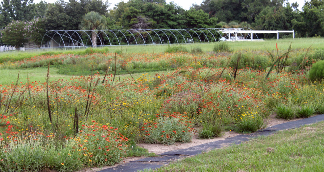 Wildflower meadow at University of Florida