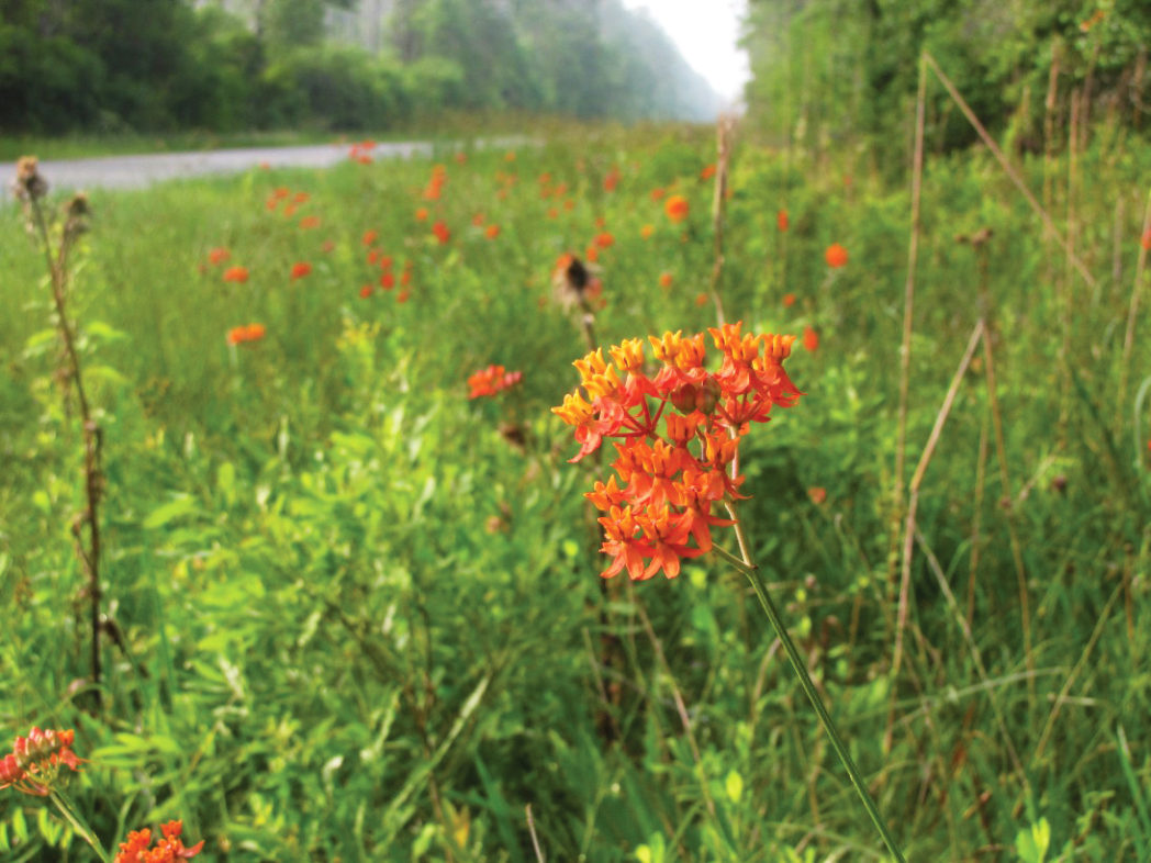 Fewflower milkweed, Asclepias lanceolata