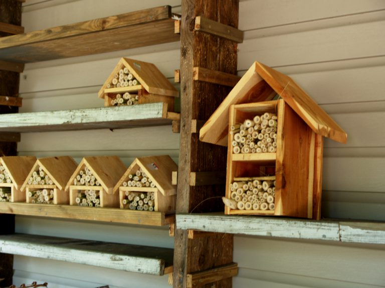 Making a home for native bees