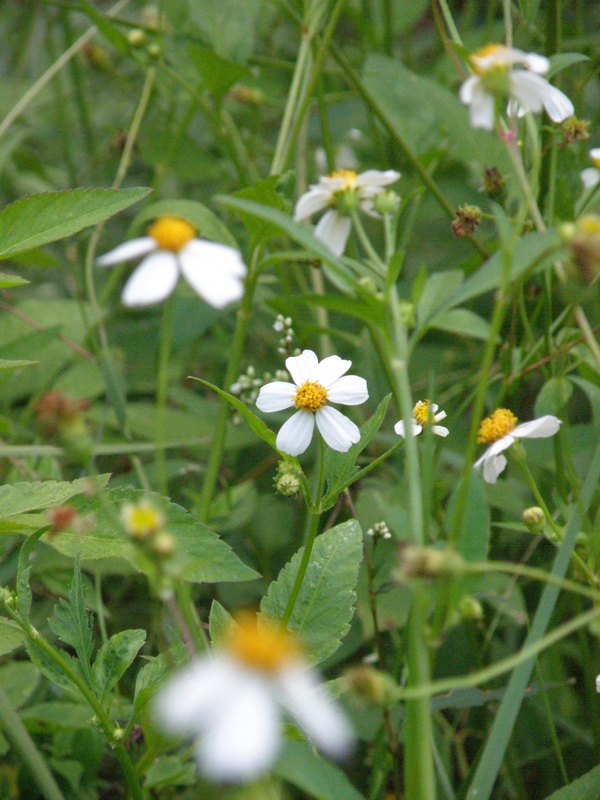 Agua Florida medicinal Herbs and Flowers 