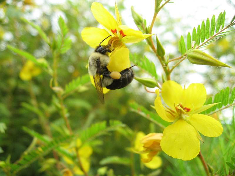 Bumblebee on Partridge pea