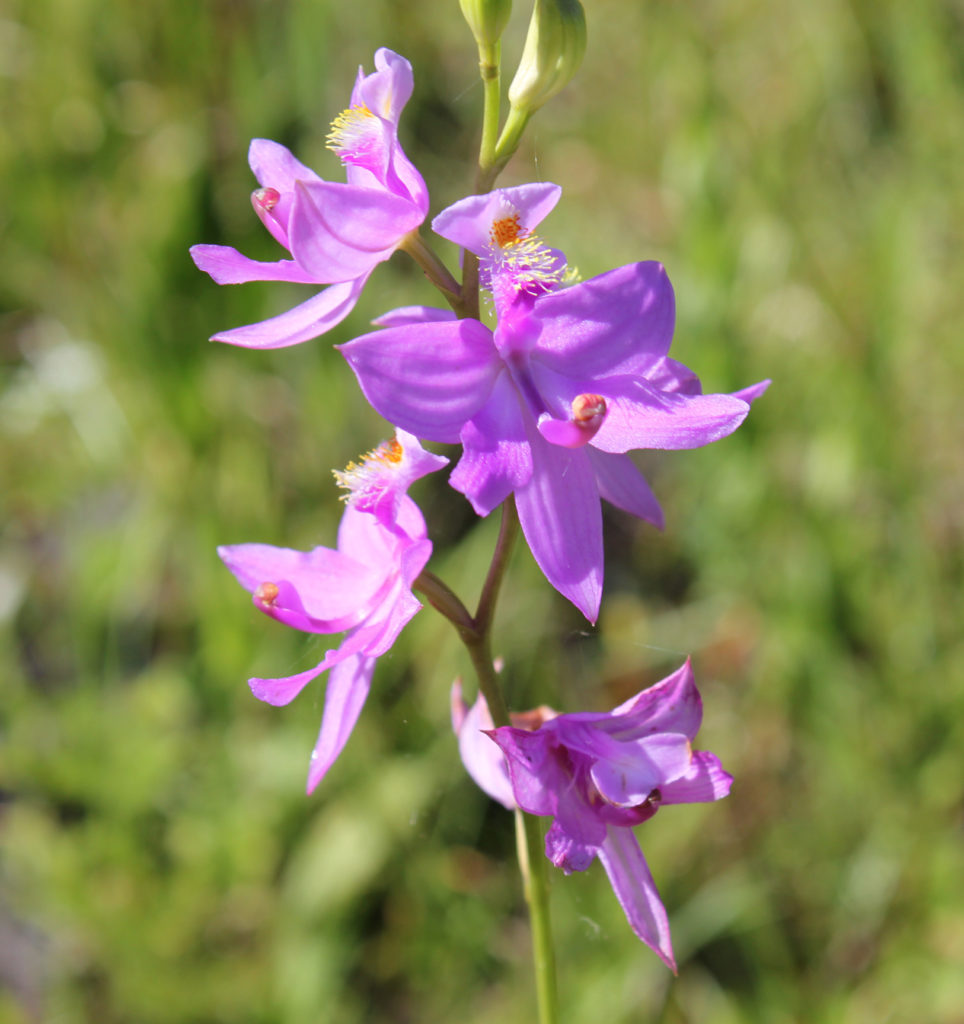 Calopogon multiflorus