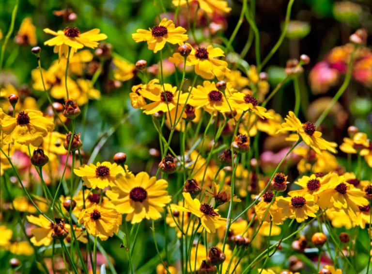 Leavenworth’s tickseed