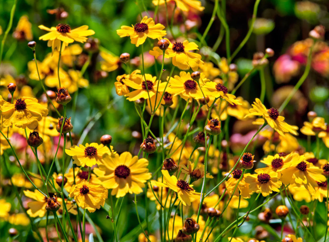 Florida's Native Wildflowers Florida Wildflower Foundation