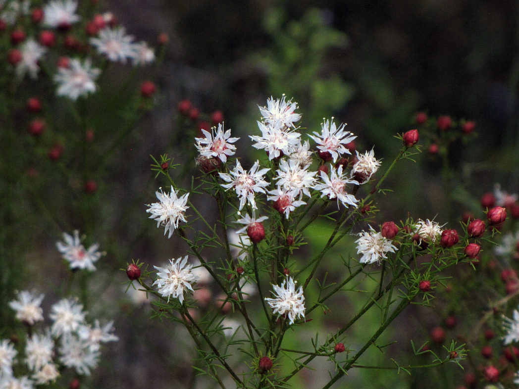 Dalea pinnata