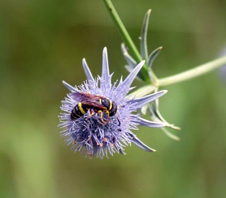 Interesting Eryngiums